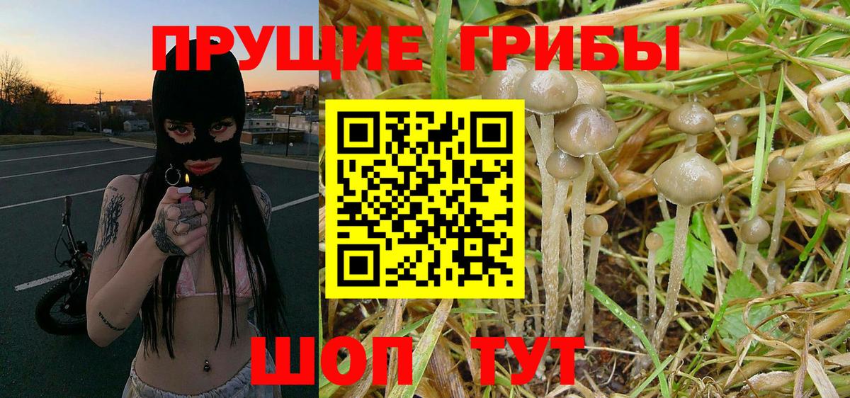 Псилоцибиновые грибы GOLDEN TEACHER Волгоград